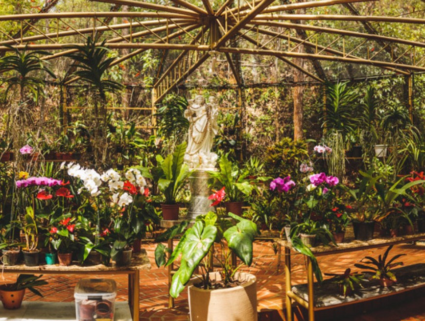 Orquidário da Igreja Flor de Jagube